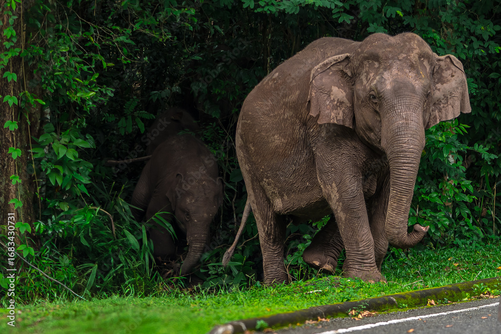 Fototapeta premium Its body is gray, its snout is called the trunk. The trunk of the Asian elephant has only one beak. Nakhon Ratchasima, Thailand. 