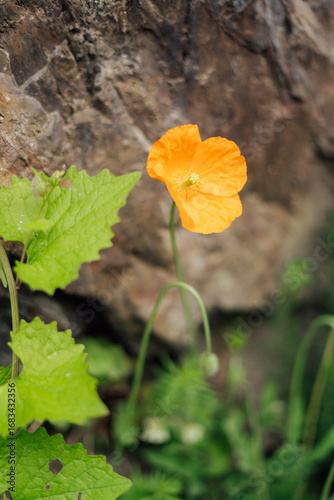 A single yellow poppy blooming on a stone wall