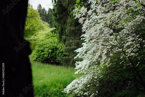 The contrast between green foliage and clusters of white flowers creates a magical atmosphere in the park