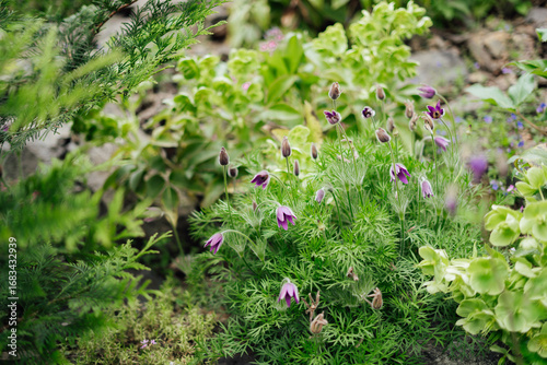 Purple pasque flowers blooming close together.