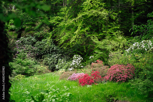 A cluster of pink azalea flowers.