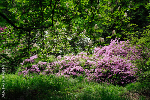 A cluster of pink azalea flowers.