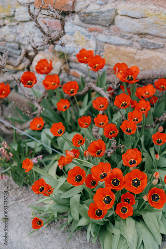 Red poppies blooming in a stone-walled flower bed