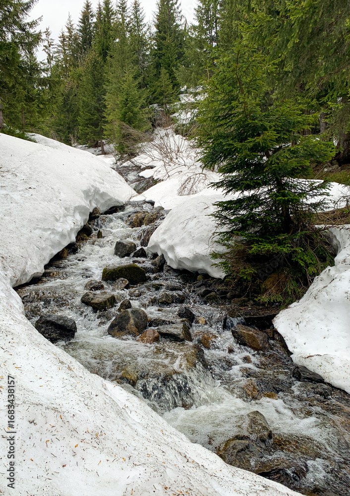 Fototapeta premium Mountain Stream in Spring, Carpathians