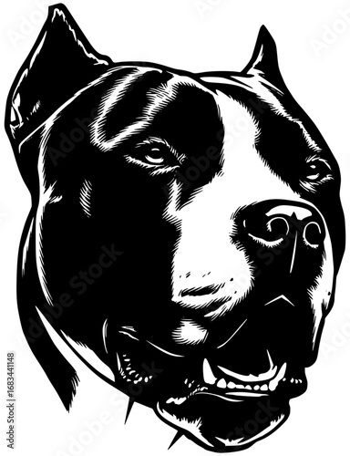 Big pitbull face with tongue hanging out