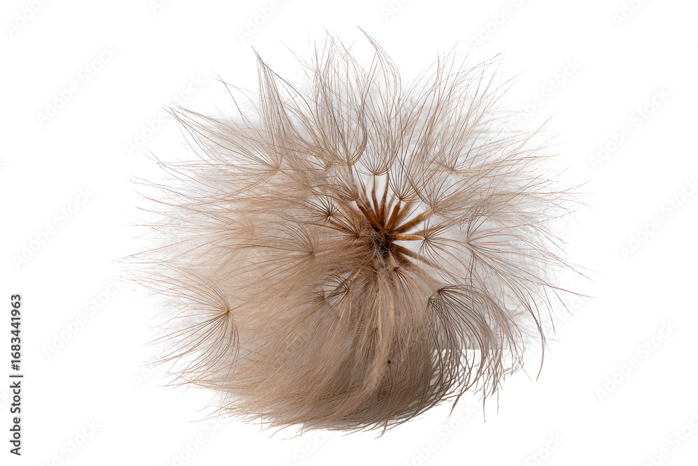 Fototapeta premium Close-up of a dandelion seed head. Fluffy, light tan