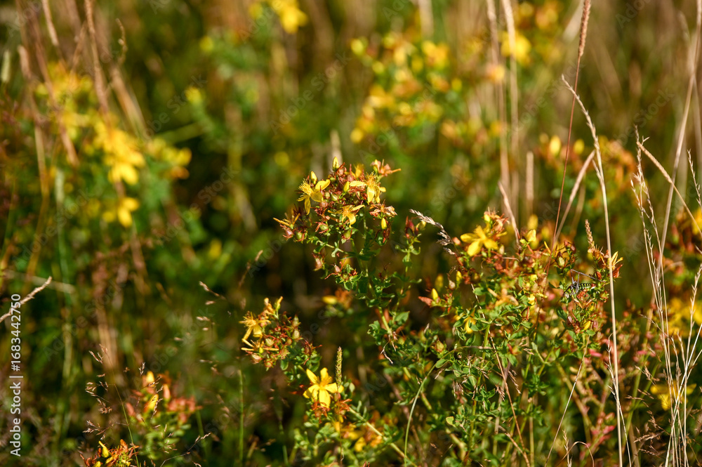 Obraz premium St. John´s Wort in blossom. Blooming yellow flowers in summer. Bunch of Hypericum on meadow. Close up of St John's-of wort.
