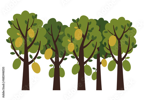 Jackfruit trees stand with green foliage some fruits are yellow others dark green