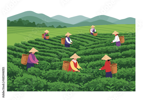 People with straw hats work on a tea plantation with green rows and mountain background