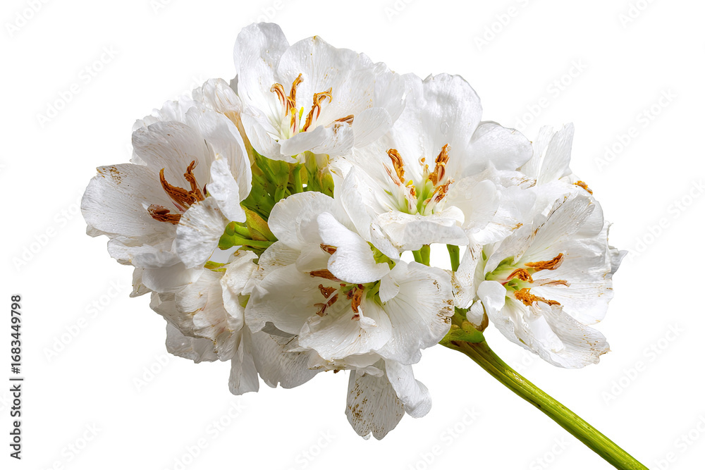 Obraz premium Close-up of a cluster of delicate white flowers