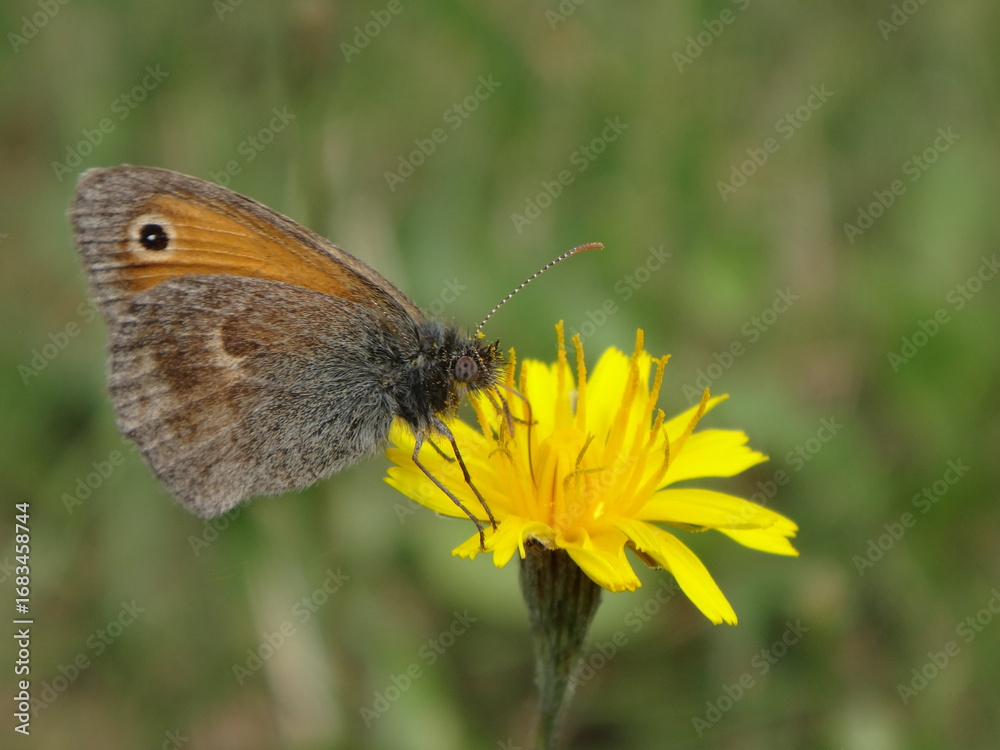 Fototapeta premium Small heath butterfly (Coenonympha pamphilus) sitting on a hawkbit flower
