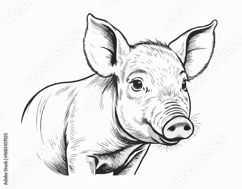 Wallpaper Mural Piglet portrait hand drawn sketch Farming and livestock Vector illustration. Torontodigital.ca