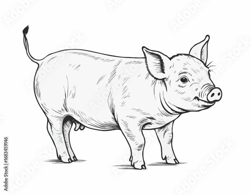 Piglet portrait hand drawn sketch Farming and livestock Vector illustration.