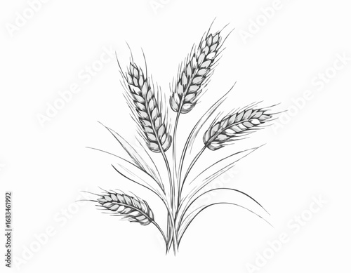 Wheat ears sketch hand drawn engraved style vector illustration