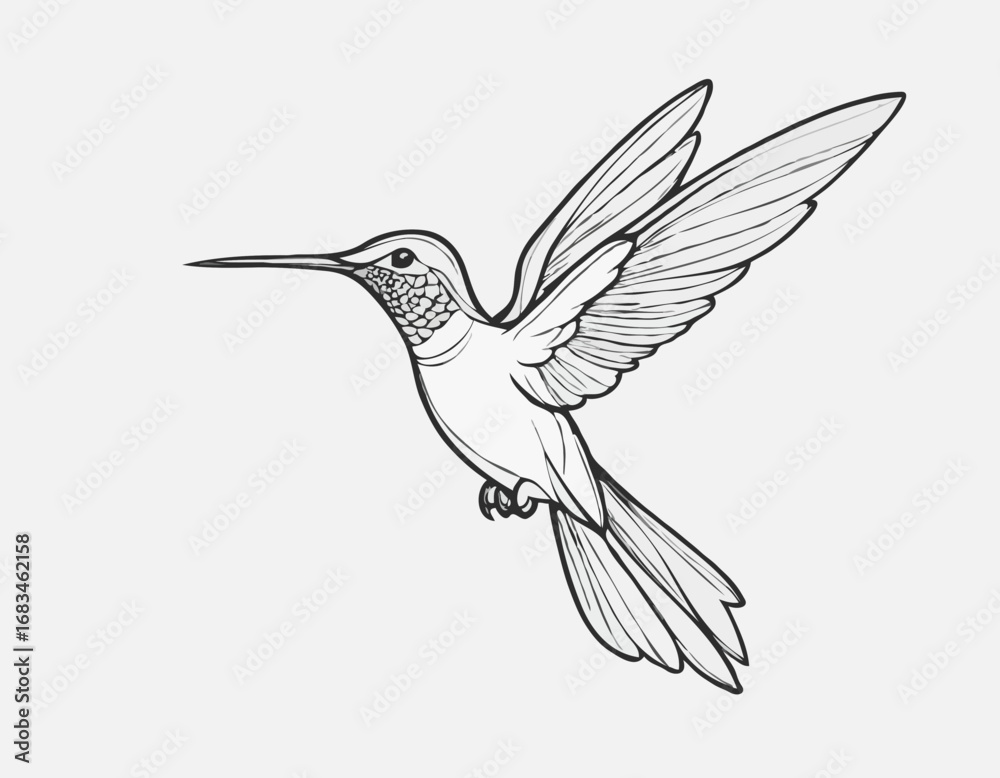 Obraz premium Hummingbird bird beautiful sketch hand drawn illustration