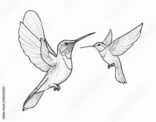 Hummingbird bird beautiful sketch hand drawn illustration