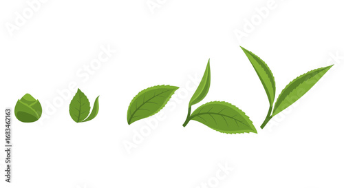 Tea Leaves Growth Stages