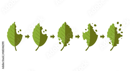 Leaf degradation process shows stages of damage, ideal for environmental and biological concepts