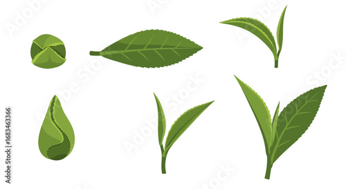 Fresh tea leaves in various stages, perfect for tea ceremonies, health, and wellness products