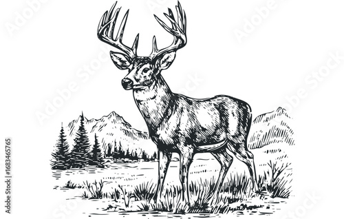 Majestic Male Deer With Antlers Standing In Grassy Field With Pine Trees And Mountains. Vector hand drawn illustration