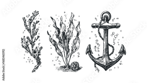 Nautical anchor and seaweed with bubbles. Vector hand drawn illustration