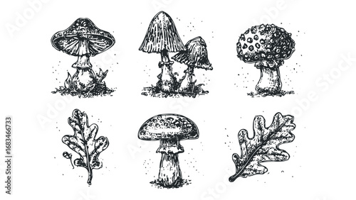 Hand drawn ink mushrooms and oak leaves collection on transparent background. Vector hand drawn illustration