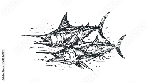 Pencil sketch of two marlins swimming in choppy water. Vector hand drawn illustration