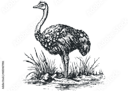 Ostrich standing amongst tall grass in detailed black ink sketch. Vector hand drawn illustration