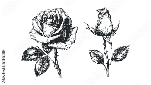 Hand-drawn sketch of two roses, one open and one bud, with leaves and thorns. Vector hand drawn illustration