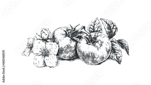 Pen sketch of ripe tomatoes with foliage and a delicate flower. Vector hand drawn illustration