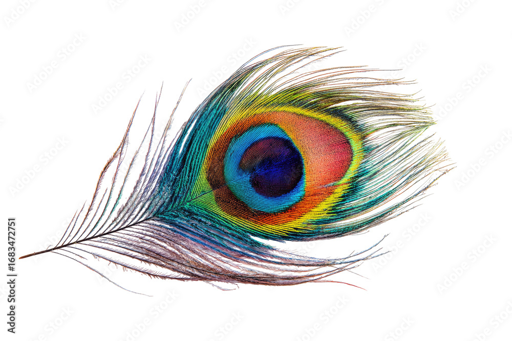 Fototapeta premium Vibrant peacock feather on black