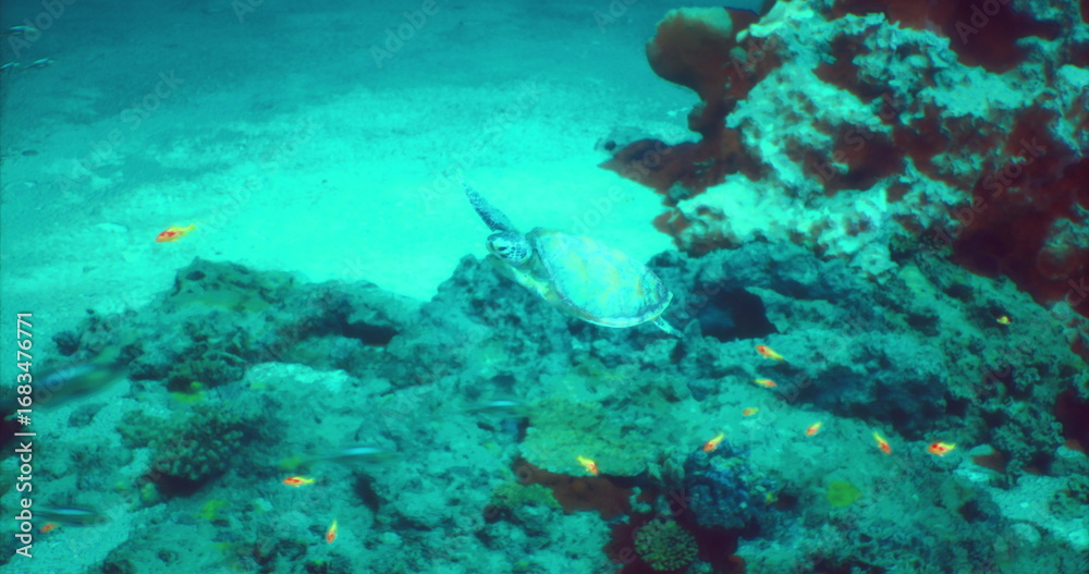 Fototapeta premium A graceful sea turtle glides through clear blue waters, navigating between vibrant corals and small fish. The underwater world is alive with color and movement during midday.