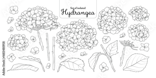 Hydrangea flower set isolated on transparent background, Botanical illustration in black outline and white plain hand-drawn style.