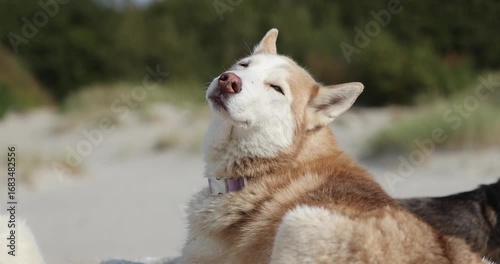 Red husky relaxing on a seaside beach, slow motion
