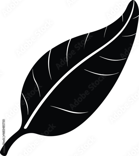feather on white background