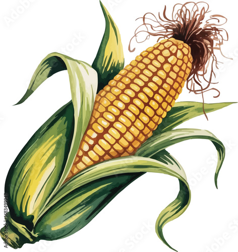 corn cobs isolated on white