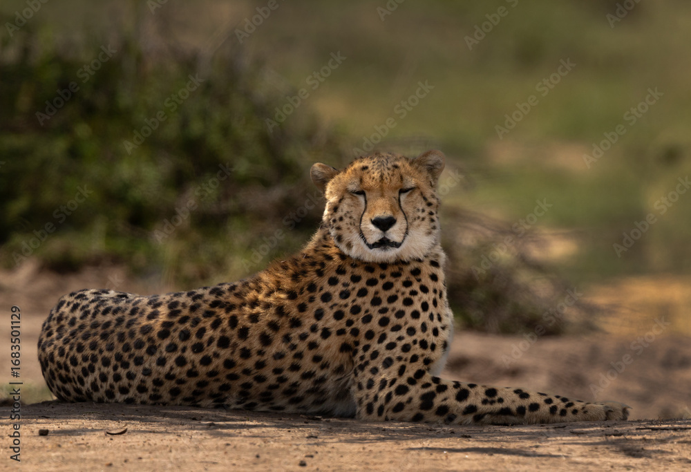 Obraz premium Portrait of a cheetah at Masai Mara, Kenya