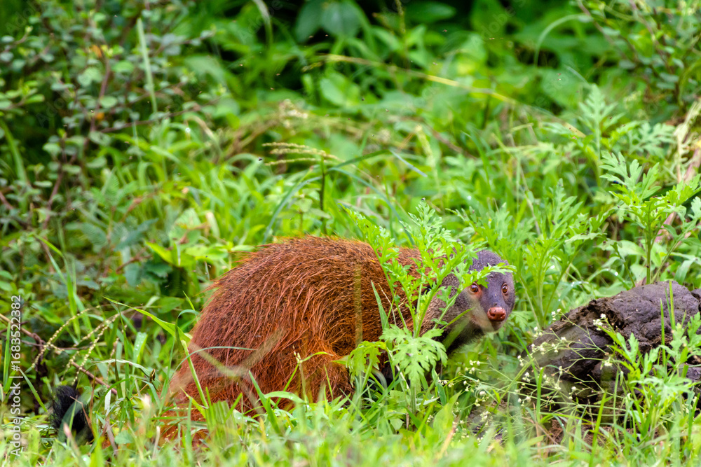 Obraz premium An alert Indian Mongoose captured in its natural environment, standing attentively on forest ground. Known for its agility, curiosity, and ability to fight venomous snakes