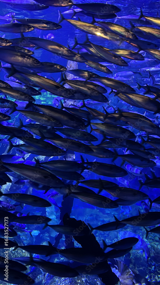 Fototapeta premium Large school of fish swimming together in a blue aquarium. Underwater marine life.