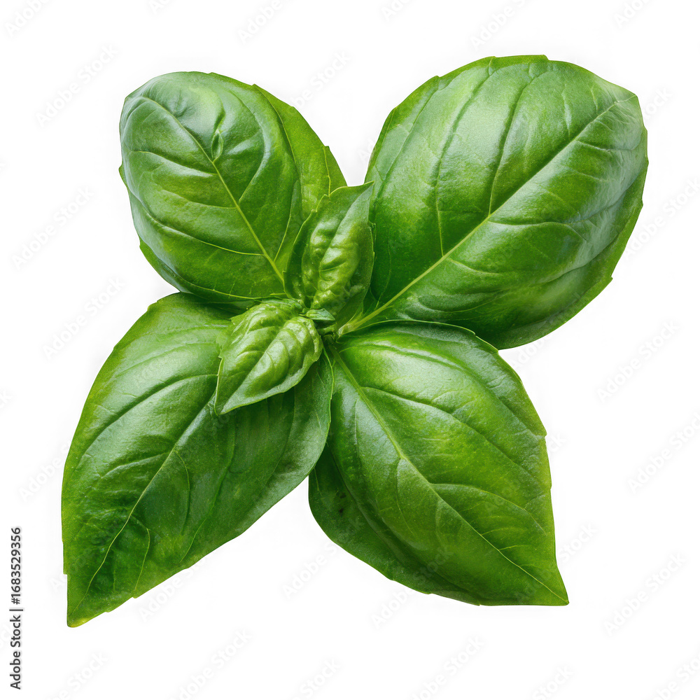 Fototapeta premium Fresh green basil leaves isolated on transparent background
