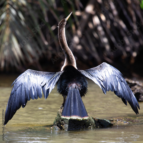 Heron with spread wings under the sun