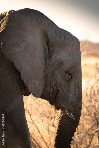 Photography elephant portrait side view in african sunrise light