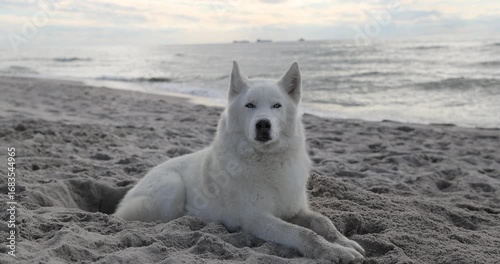 Husky relaxing on a seaside beach, slow motion