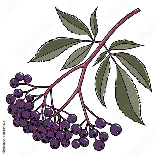 Chokeberry Branch Illustration Detailed Look at Berries and Leaves on White