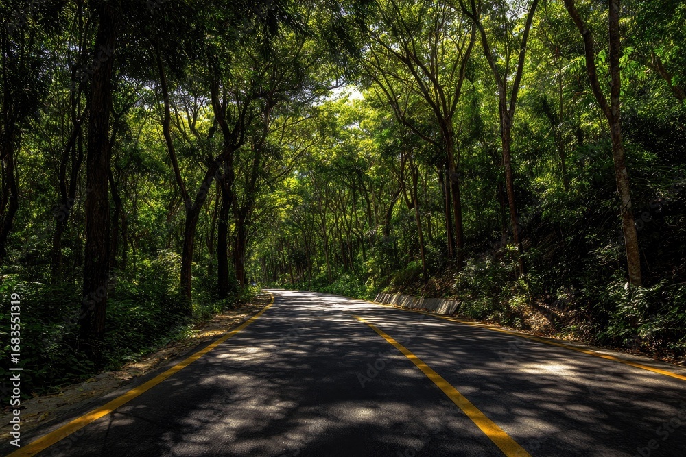 Obraz premium Sun-dappled road winds through lush forest canopy