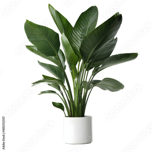 A beautiful indoor Strelitzia nicolai plant with broad, verdant leaves in a clean white cylindrical pot, isolated on a white studio background