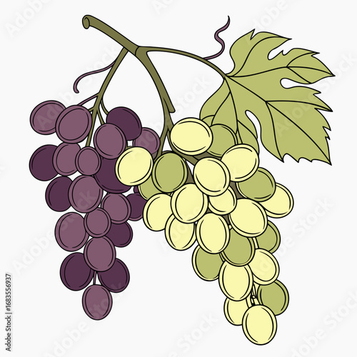 A simple and elegant vector illustration of two grape clusters, one purple and one green, hanging from a vine with a leaf