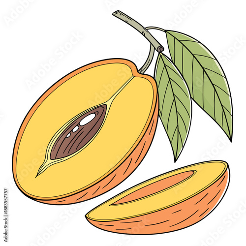 A vibrant and detailed hand-drawn illustration of a ripe orange stone fruit, sliced open to reveal its pit and flesh, complete with a leafy stem