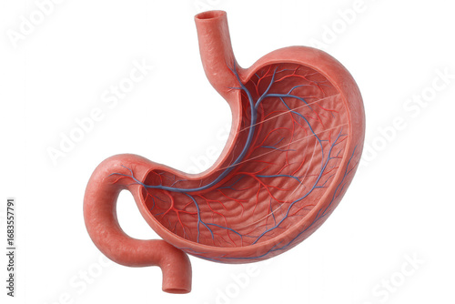 Human Stomach Anatomy Illustration, Medical Visualization, Digestive System
