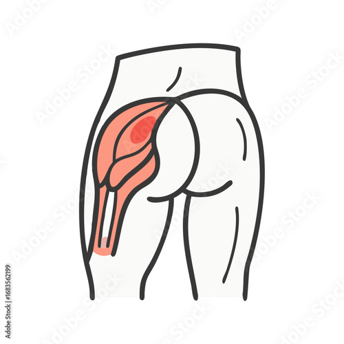 Posterior view of human leg and gluteal muscles anatomy